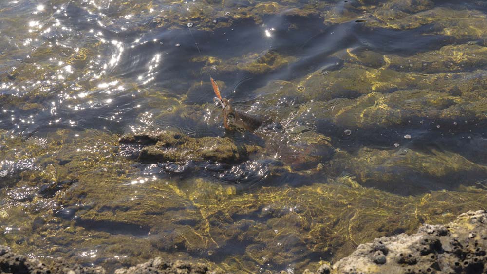 エギに掛かり、水面へと上げられたイカ