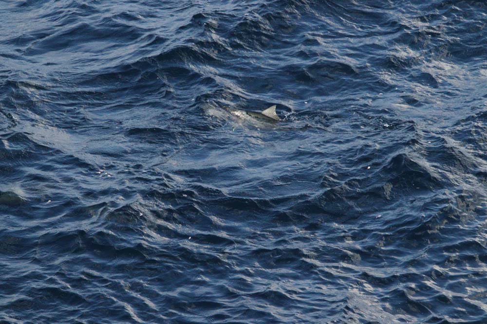 海面から背ビれを出し、撒き餌を食うヒラマサ。