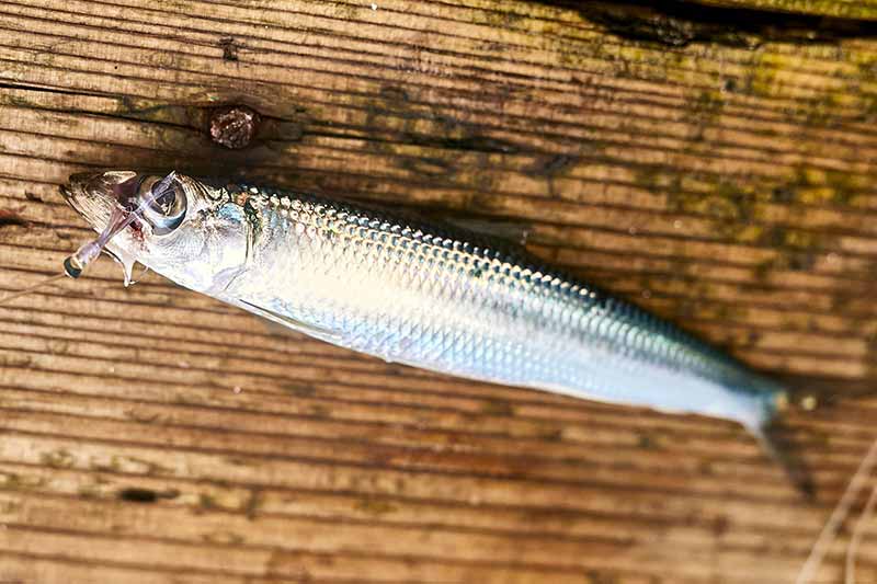 高級魚が簡単に釣れる！漁師の漁法から生まれた「落し込みサビキ」釣り