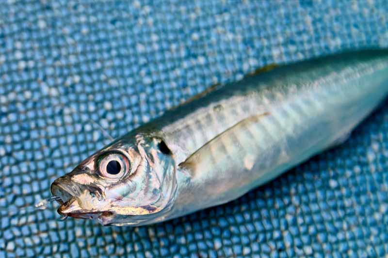 高級魚が簡単に釣れる！漁師の漁法から生まれた「落し込みサビキ」釣り