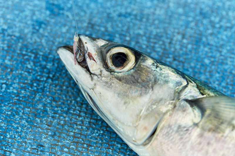 高級魚が簡単に釣れる！漁師の漁法から生まれた「落し込みサビキ」釣り