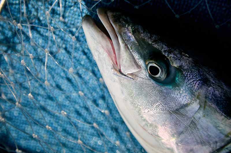 高級魚が簡単に釣れる！漁師の漁法から生まれた「落し込みサビキ」釣り