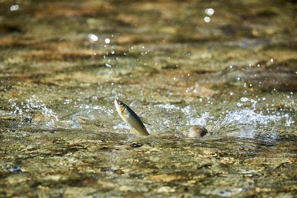 仕掛けにかかり、水面から飛び出す鮎