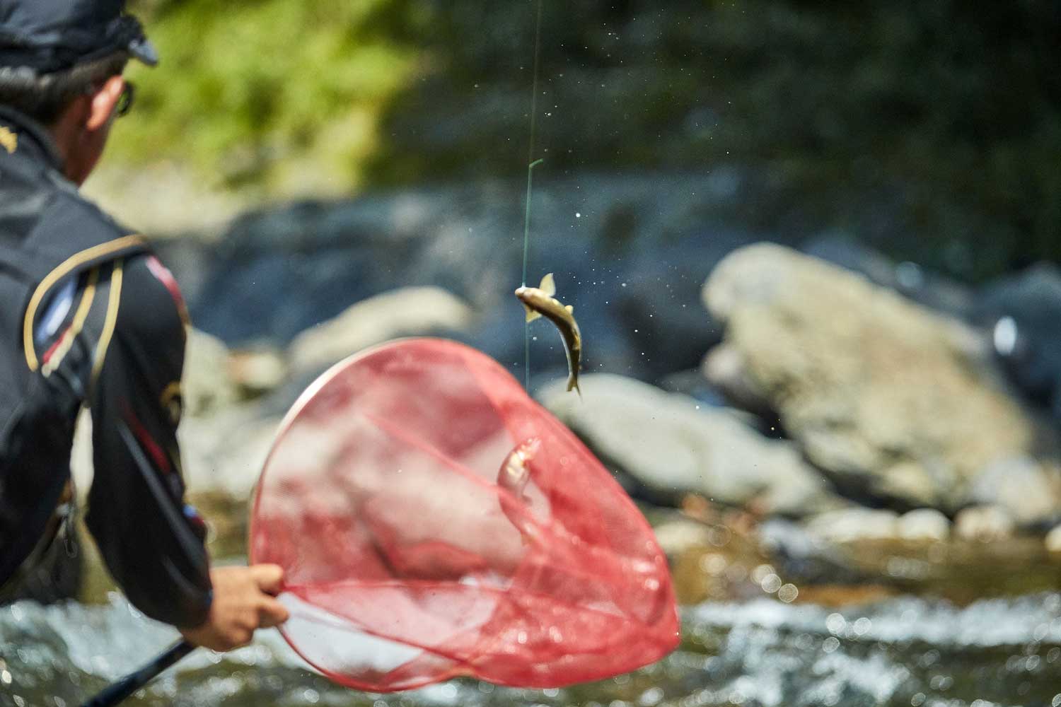 釣り上げられた鮎と、それを網に入れようとしている釣り人。