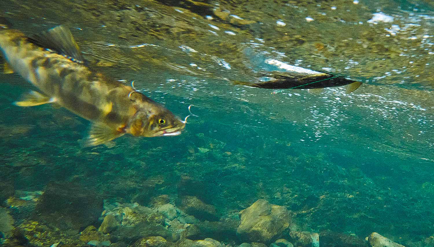 水中、ダブル蝶鈎にかかる良型の鮎2尾