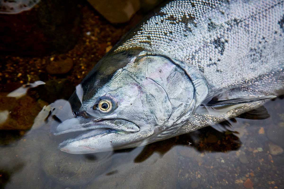 岸に横たわらせたサクラマスの頭部