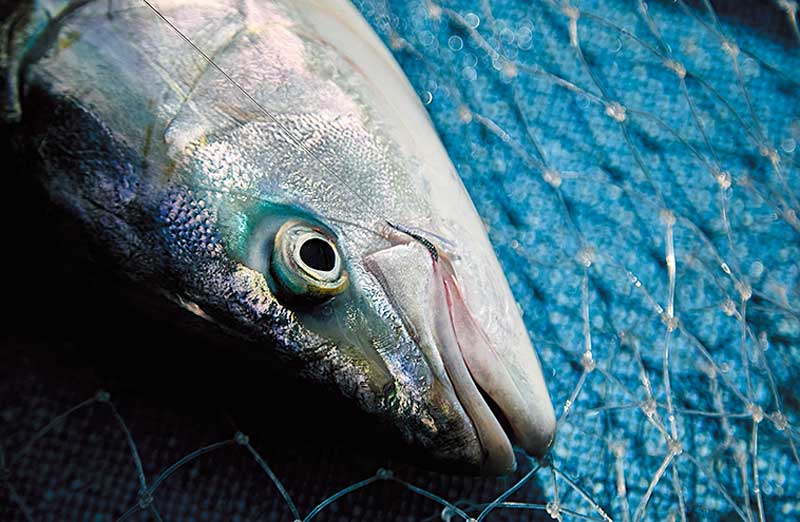 タモ網に収められた青物魚の頭部