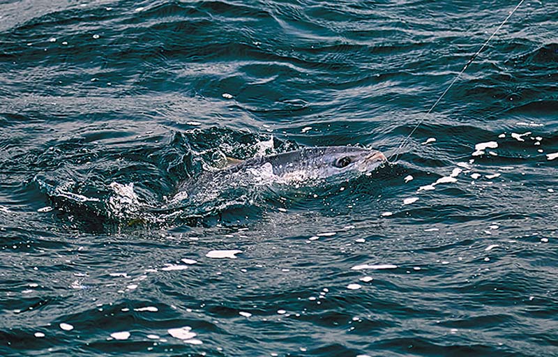 仕掛けを喰い、海面へと引き上げられた魚