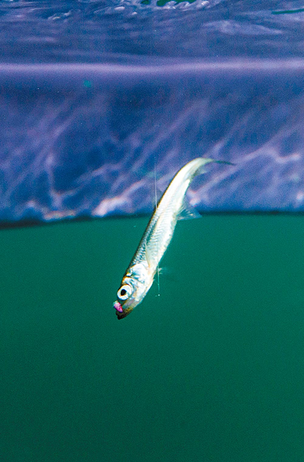 仕掛けにワカサギが喰らいついた水中写真