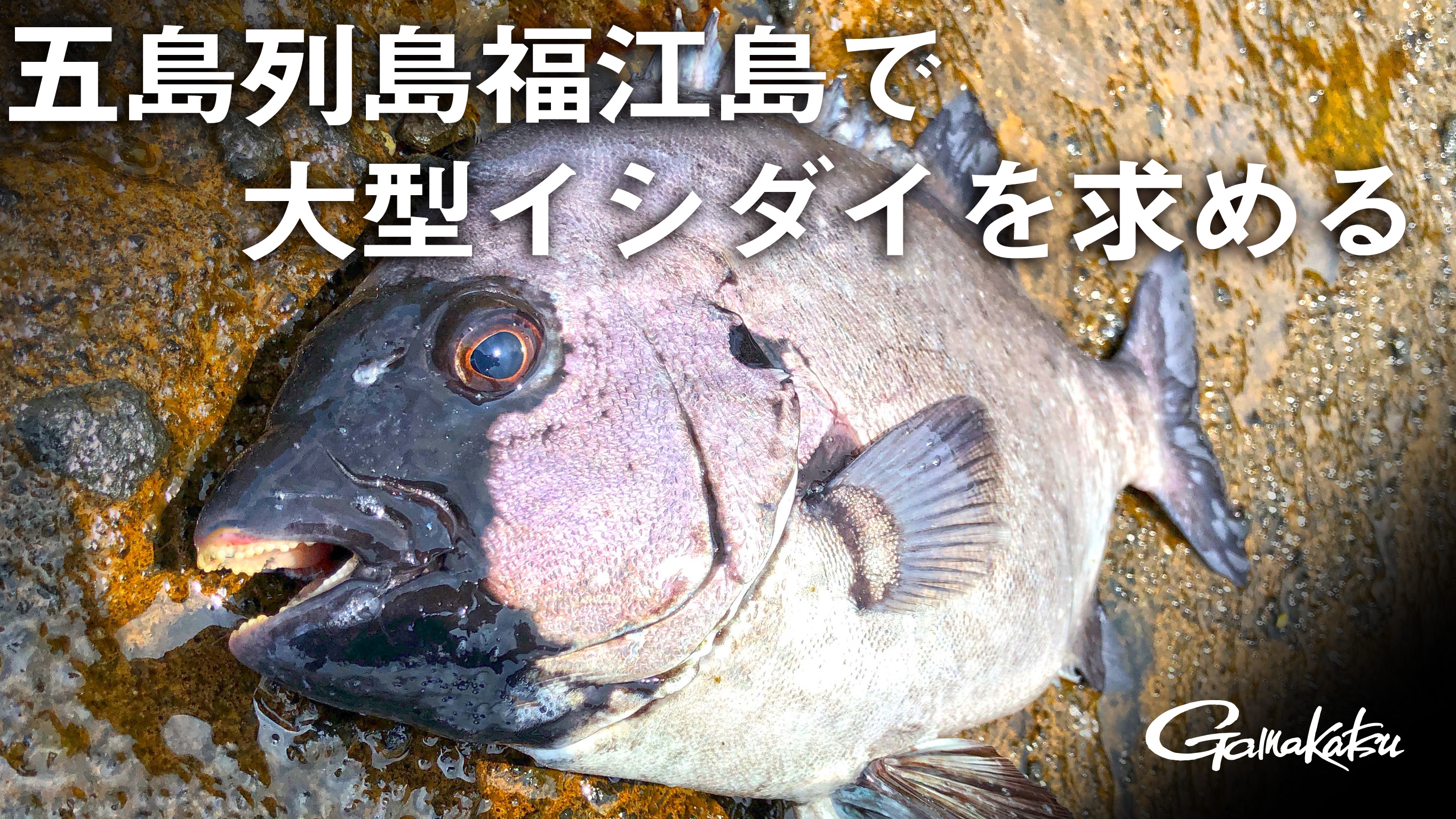 G WORLD】#10五島列島福江島で大型イシダイを求める | がまかつ